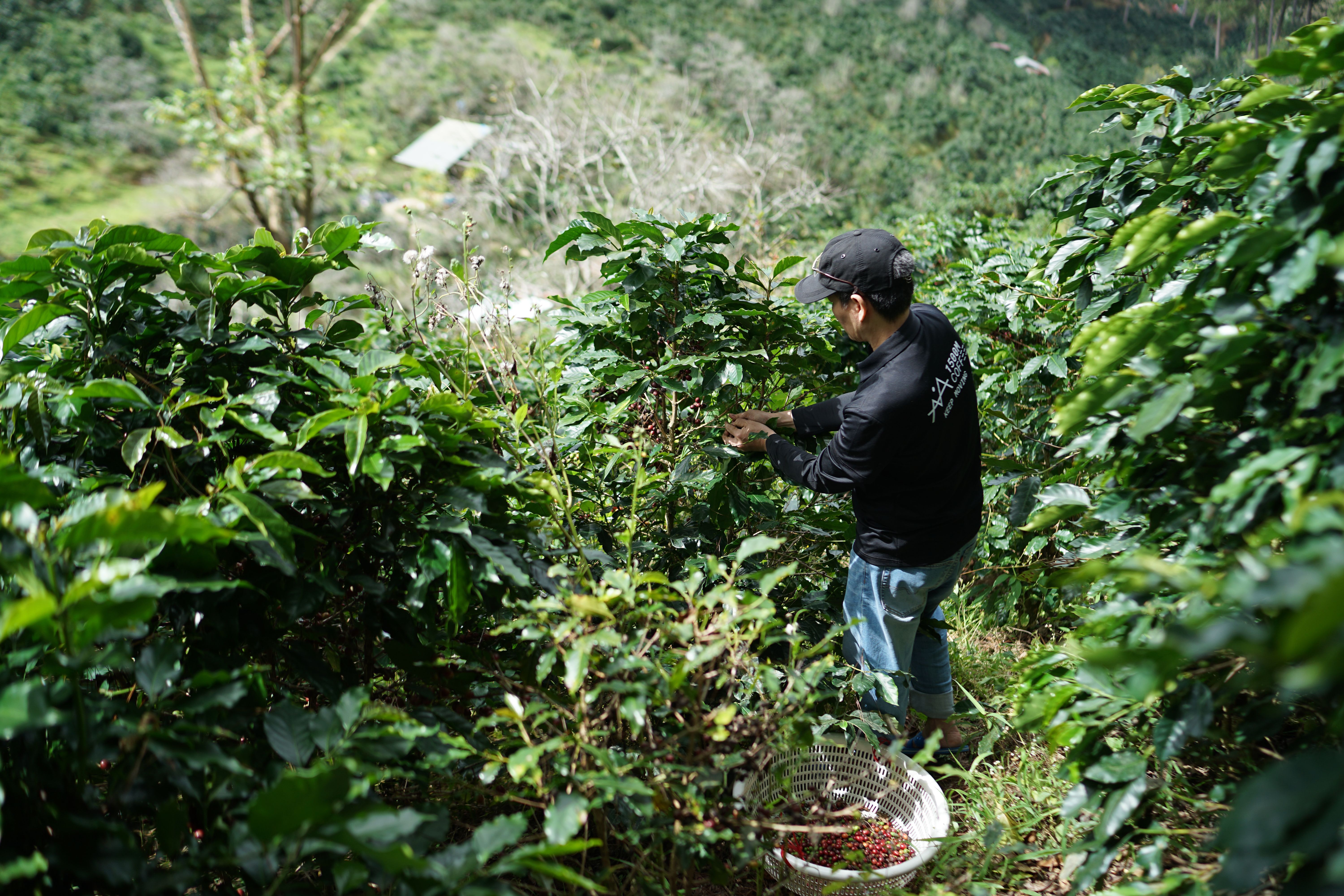 Coffee farmer harvesting beans on a hillside plantation, the kind of scene you'll find in Bali's Kintamani highlands