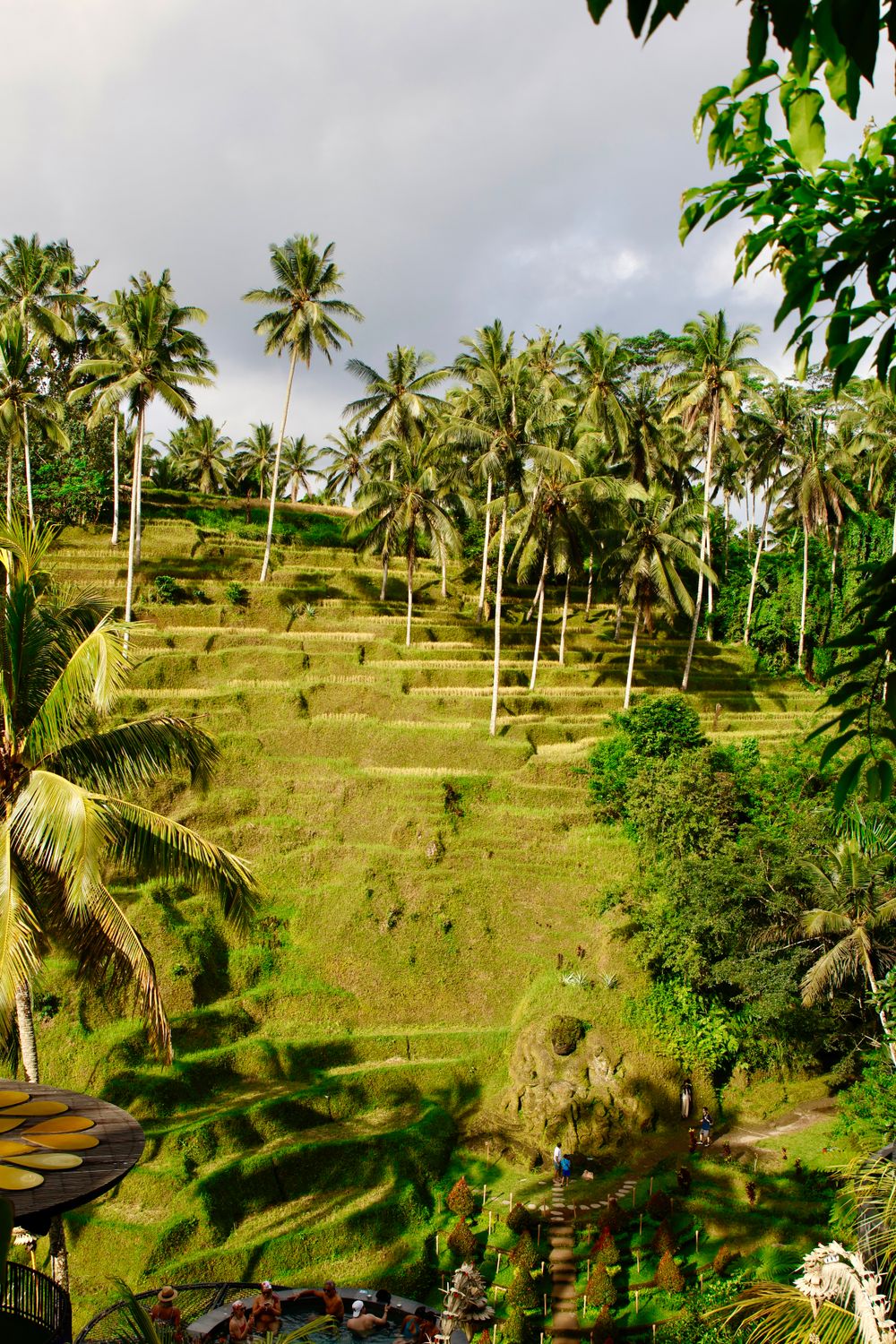 Aerial view of the lush green Tegallalang rice terraces in Bali, Indonesia