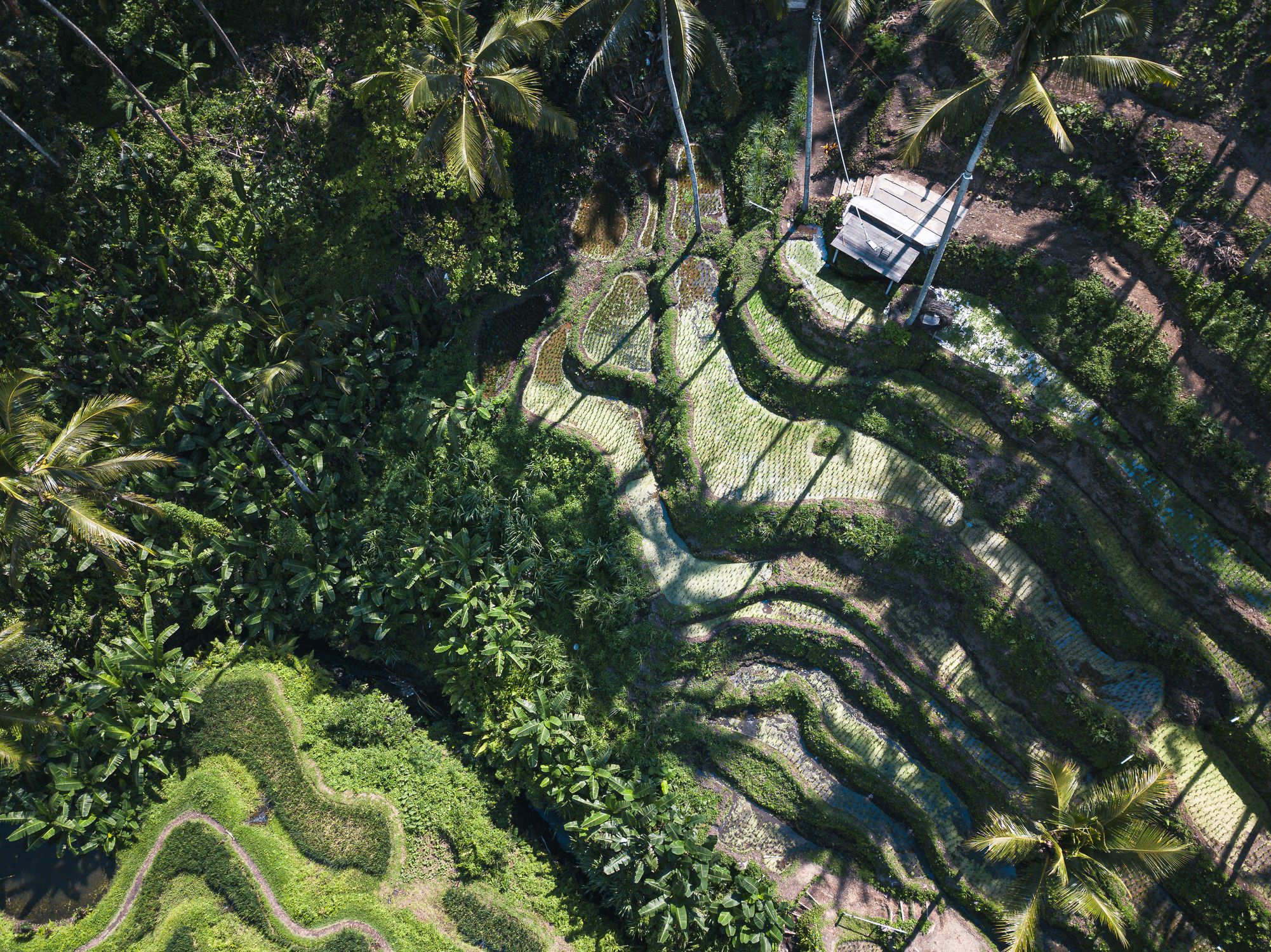 A woman practising yoga overlooking lush Bali rice terraces at sunrise