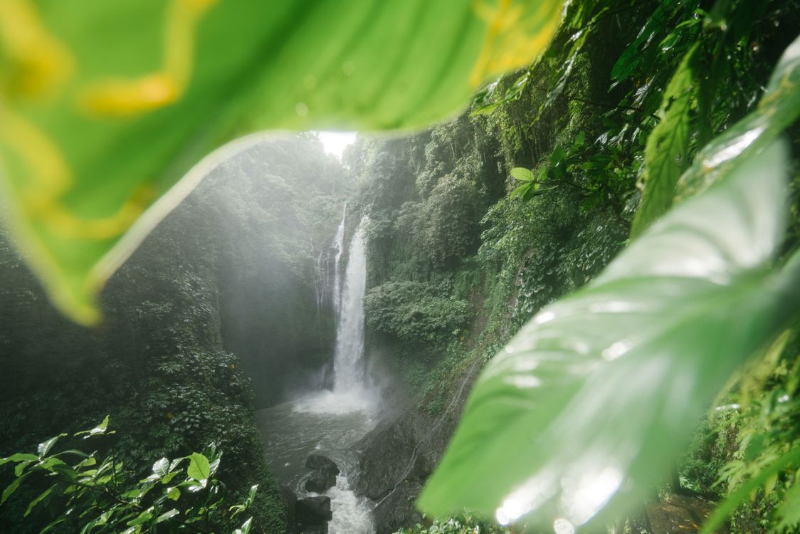 A powerful tropical waterfall surrounded by lush jungle greenery, waterfalls are at their most spectacular during Bali's wet season