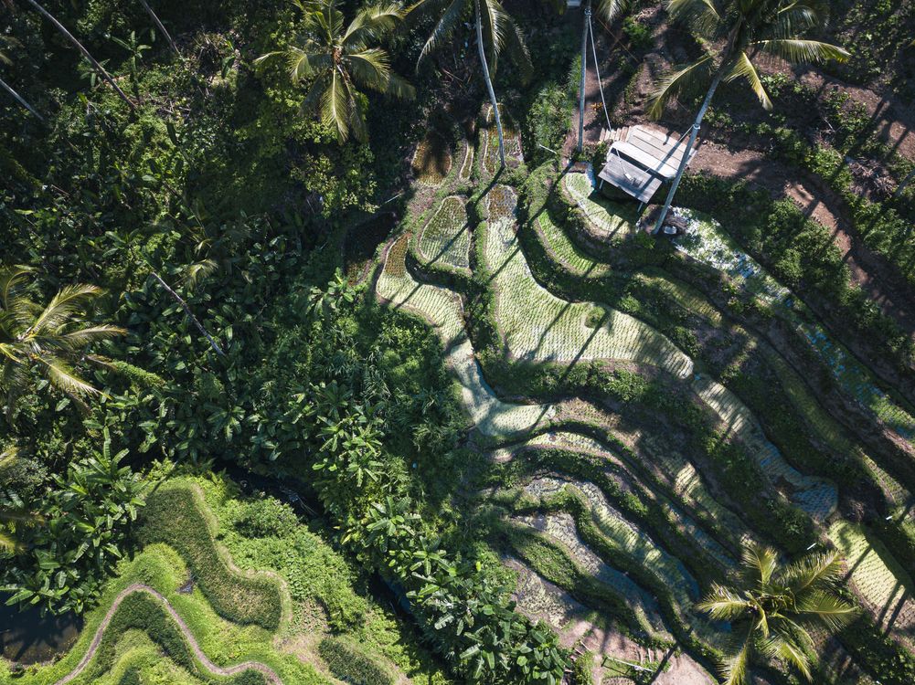 Terraced rice paddies with tropical palms rising through morning mist, the lush green landscape that makes Bali's wet season worthwhile