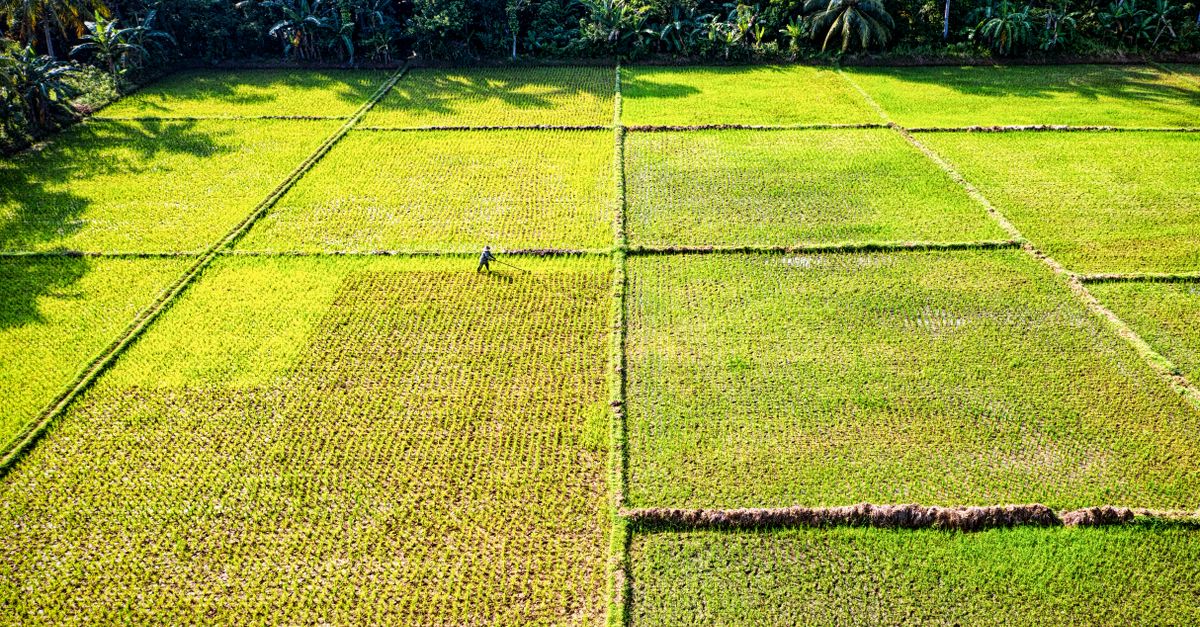 Lush green rice terraces in Bali during the wet season, when the landscape is at its most vibrant