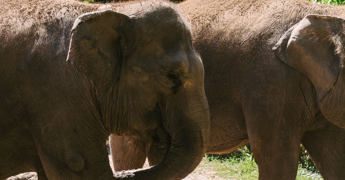Two Asian elephants outdoors at a Bali wildlife park near Gianyar