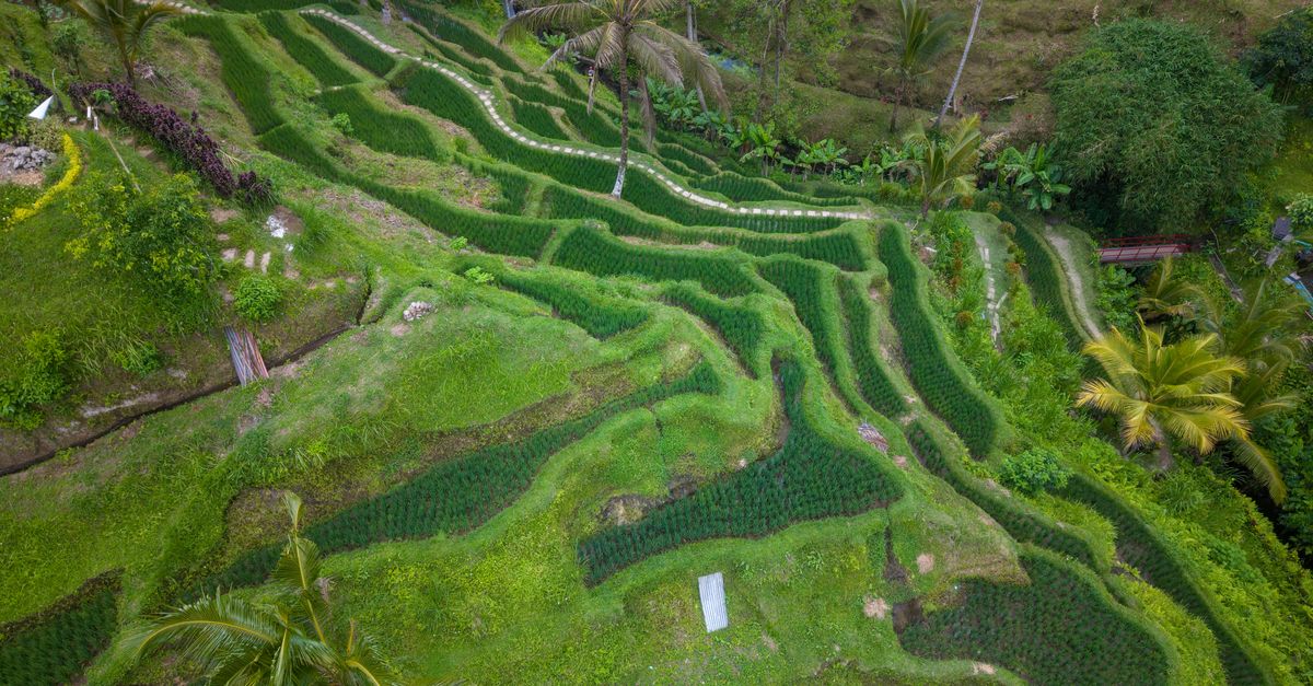 Aerial view of lush green terraced rice fields in Bali, Indonesia, a scenic hiking landscape