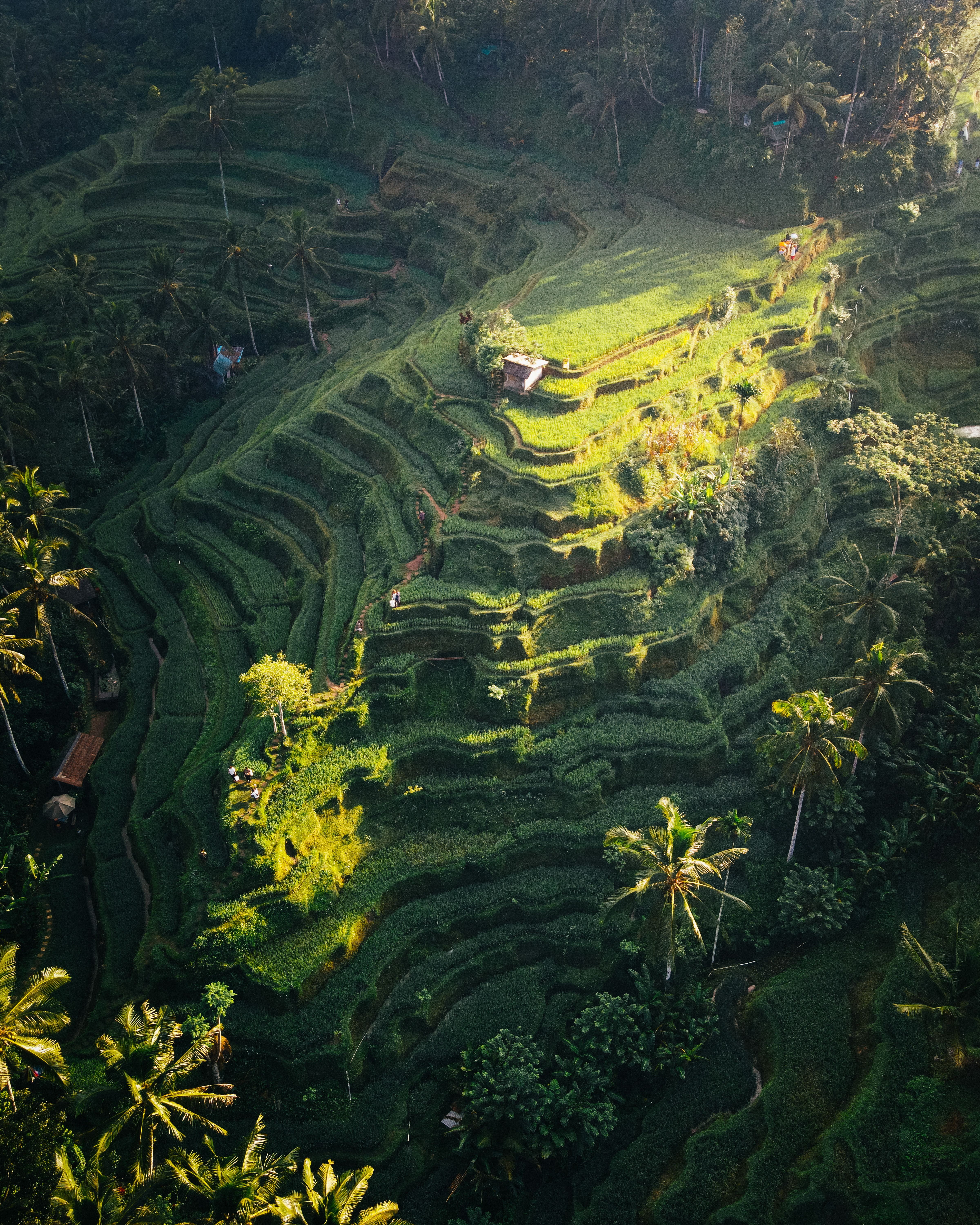 Lush green rice terraces carved into a valley at Tegallalang near Ubud, Bali