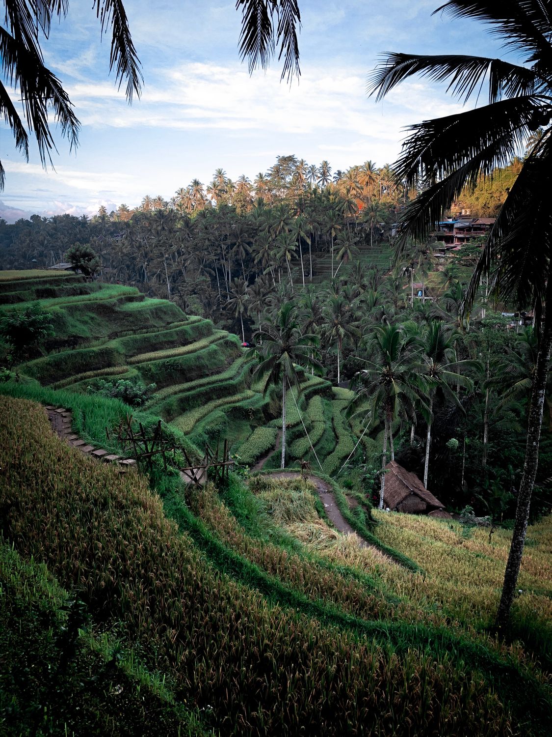 Lush rice terraces and coconut trees in Ubud, Bali — the backdrop to many villa build sites