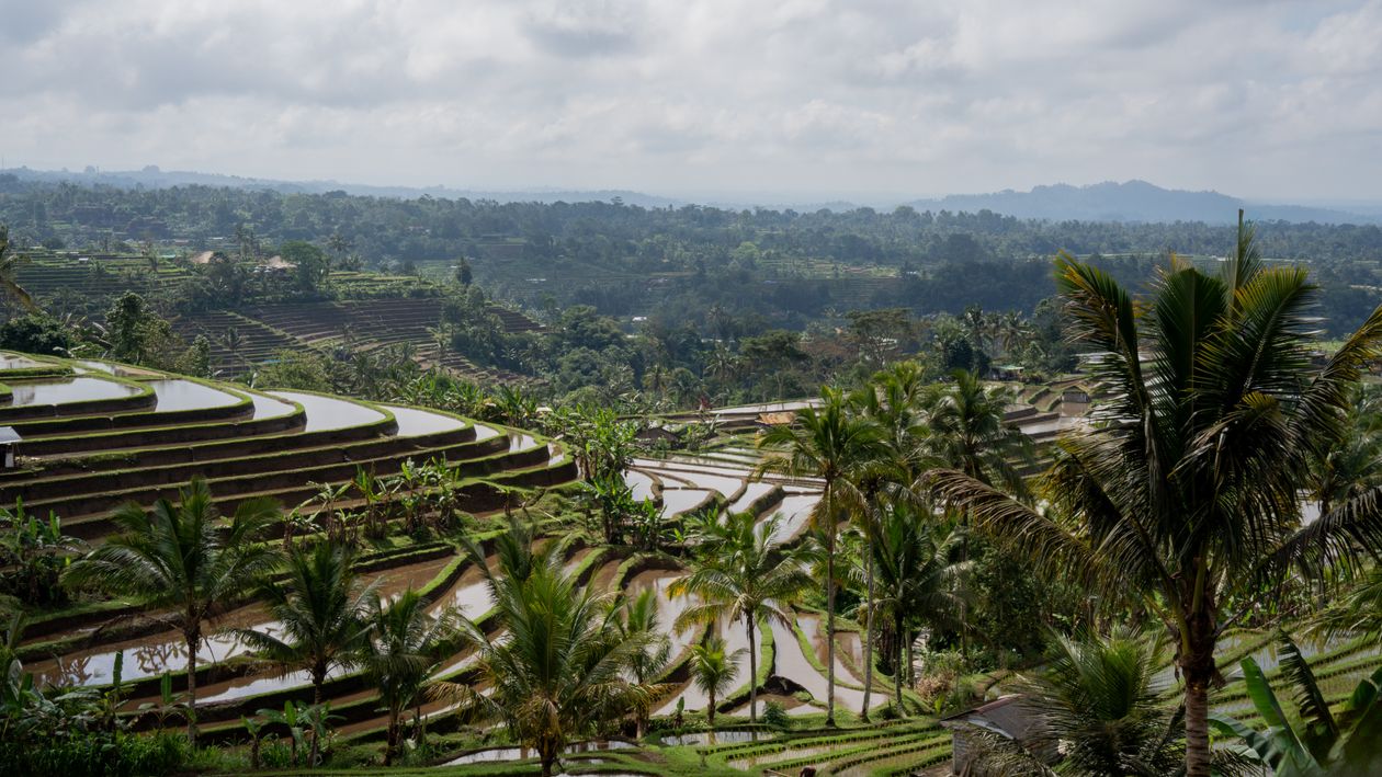 Jatiluwih rice terraces in Bali, part of the subak landscape UNESCO listed in 2012