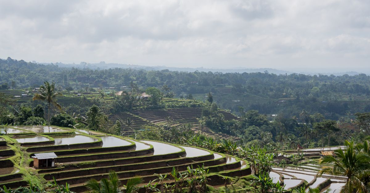 Jatiluwih rice terraces in Bali, part of the subak irrigation landscape UNESCO listed in 2012