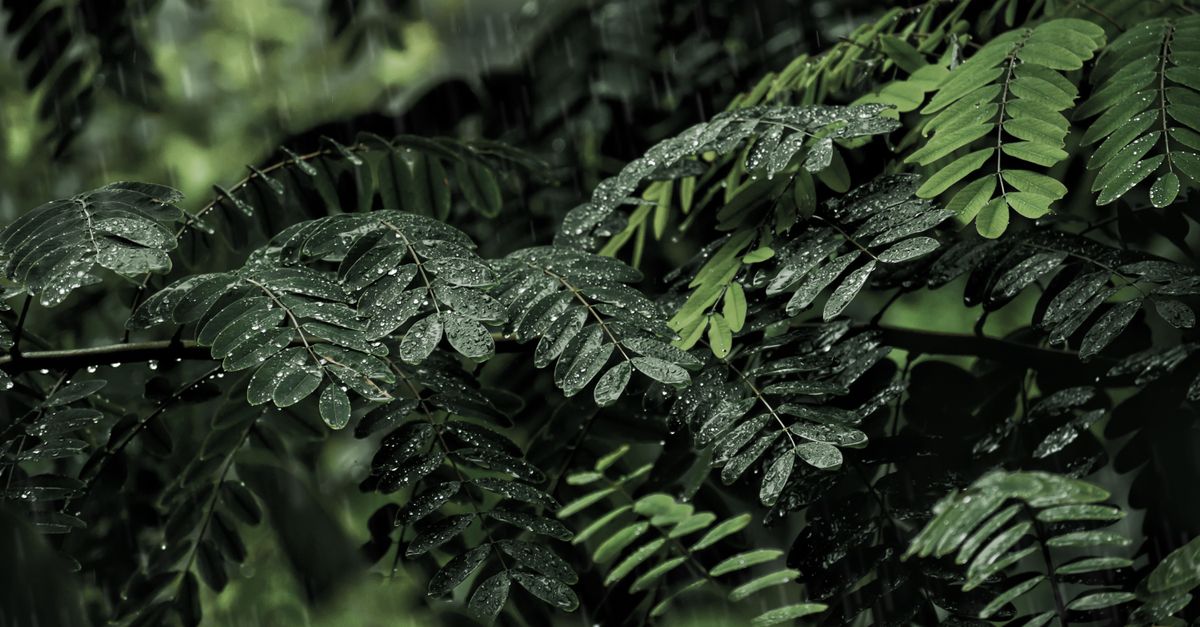 Vivid green tropical leaves beaded with fresh raindrops during a Bali wet-season shower