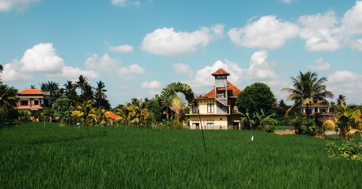 Green rice fields and farmhouses under a bright sky in Ubud, Bali, the setting for yoga and wellness retreats