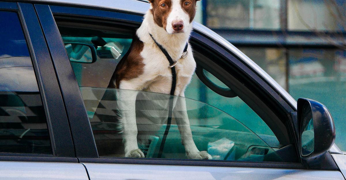 A dog looking wistfully out of a car window on a journey — relocating a pet to Bali is far harder than most owners expect