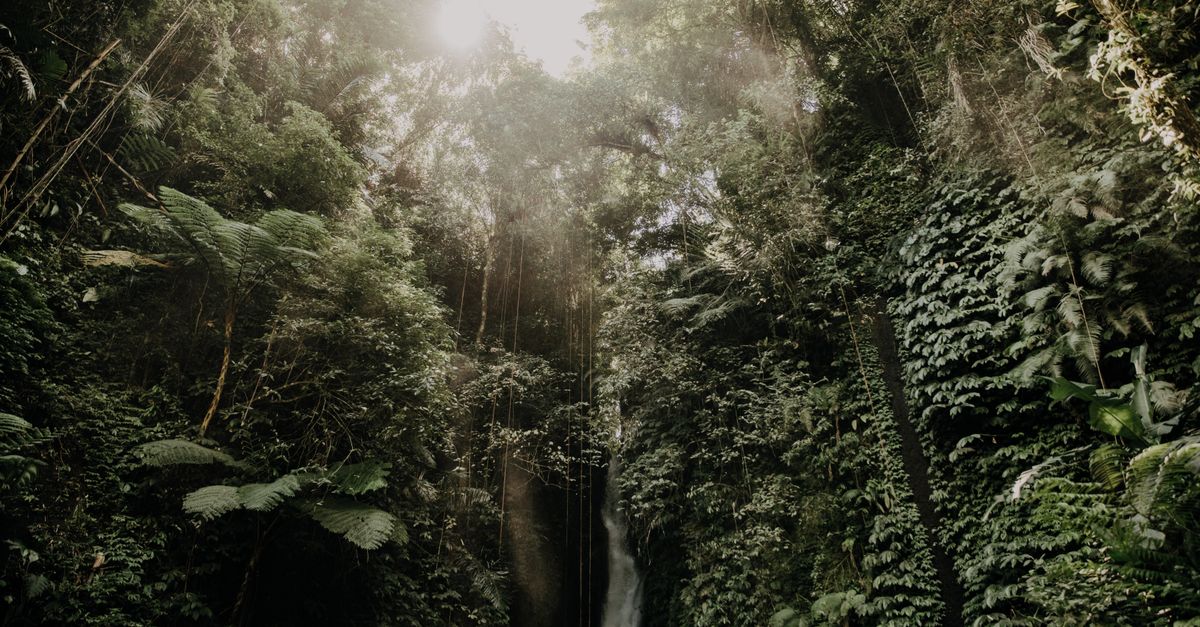 A Bali rainforest waterfall cascading into a pool, surrounded by lush green jungle near Ubud.