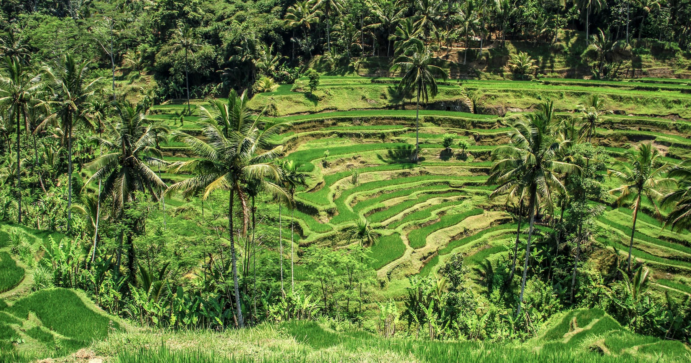 Verdant terraced rice fields and palm trees in Bali's countryside