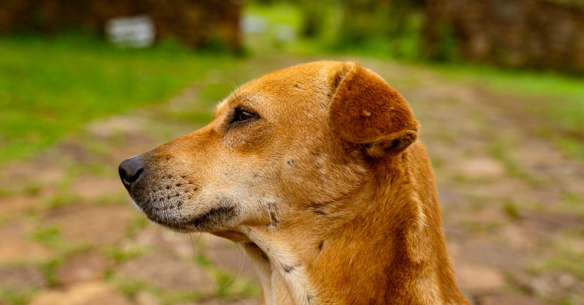 A brown street dog resting outdoors — stray dogs are the main carrier of rabies in Bali
