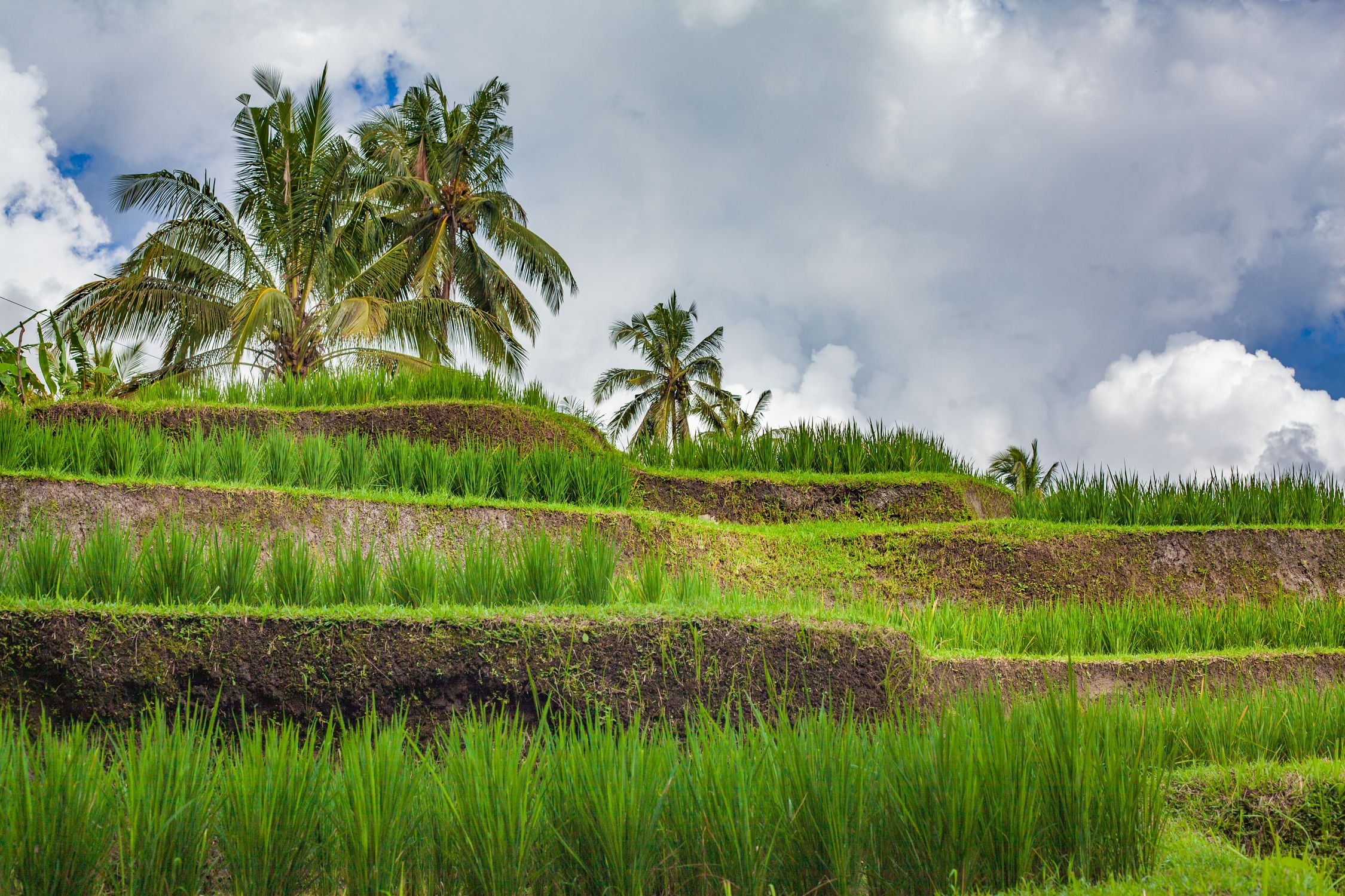 Dramatic limestone cliff overlooking turquoise ocean water at a secluded Bali beach