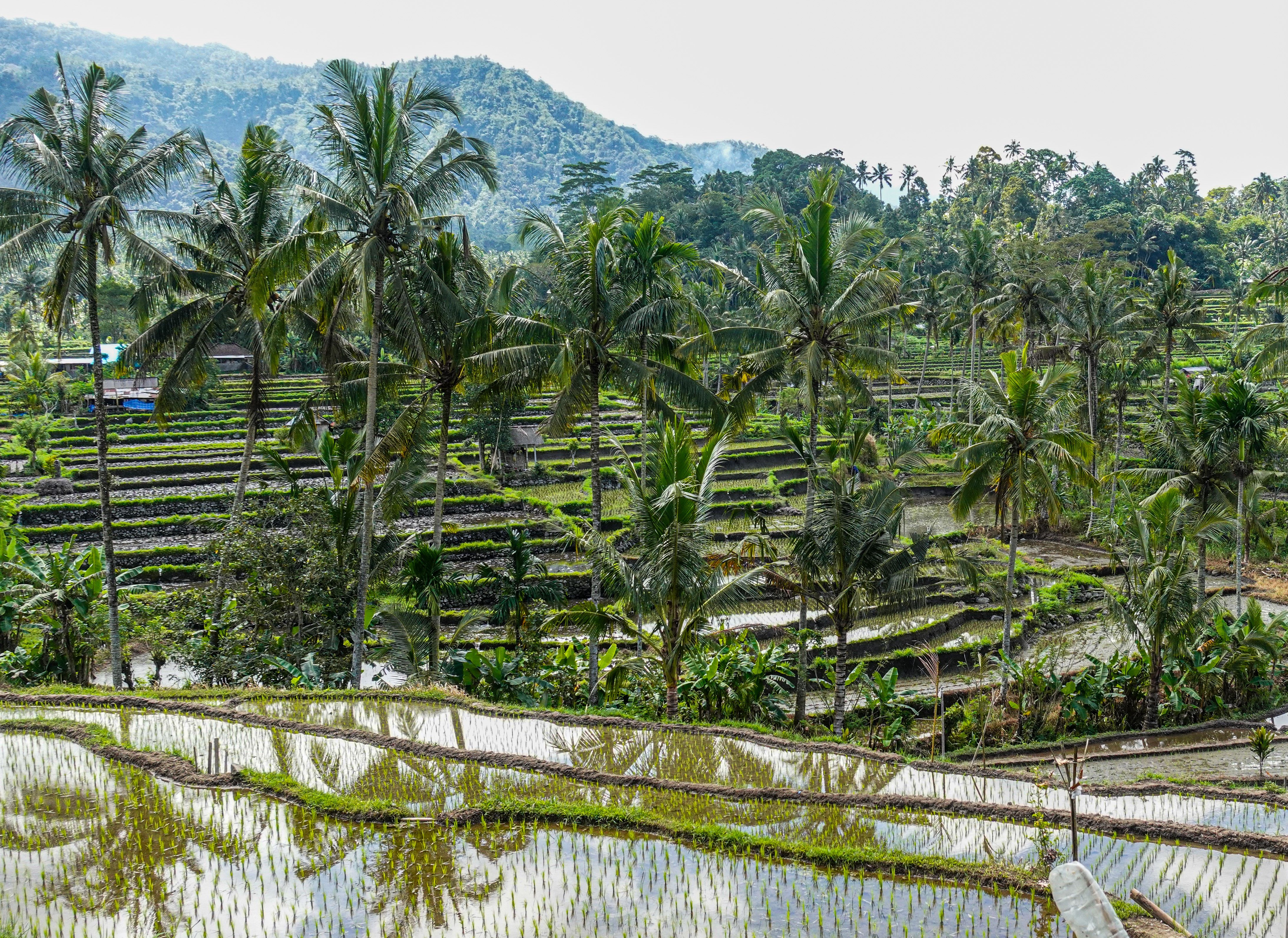 Stunning terraced rice paddies in Bali, Indonesia — lush green steps cascading through the tropical landscape
