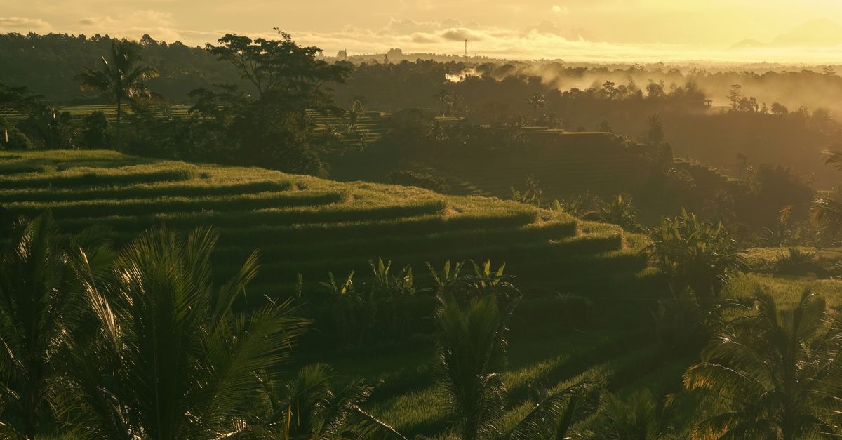 Ubud rice terraces bathed in golden early-morning light